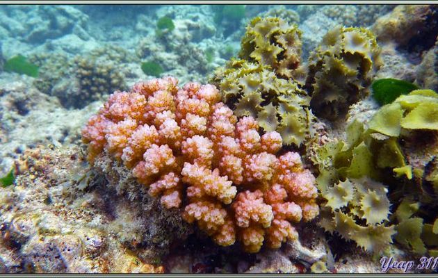 Coraux rose et violet - Praslin - Seychelles