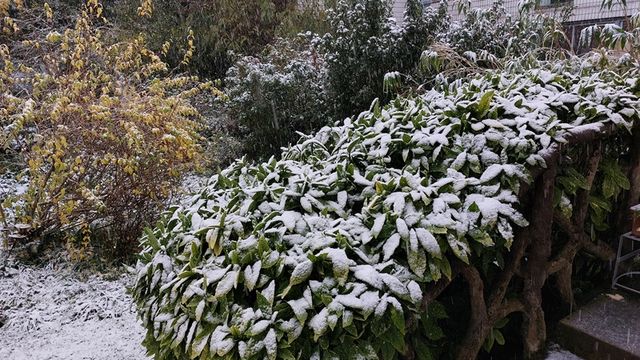 Première neige