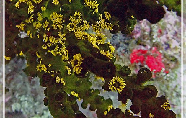 Corail-soleil noir, Tubastrée verte, Tubastrée arborescente, Branching black sun coral, Green tube coral (Tubastraea micranthus) - Betalinjona (2ème Frère) - Tsarabanjina - Mitsio - Madagascar