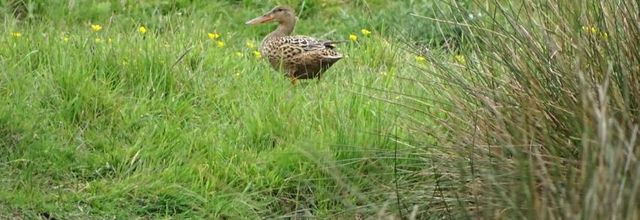 Canard souchet dans le marais - Mai 2018