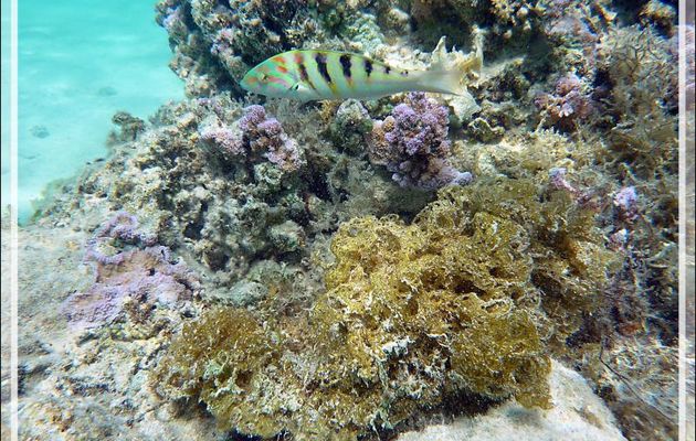 Labre à taches d'encre ou Girelle-paon de Hardwicke, Sixbar wrasse (Thalassoma hardwicke) et spongiaire inconnu - Moorea - Polynésie française