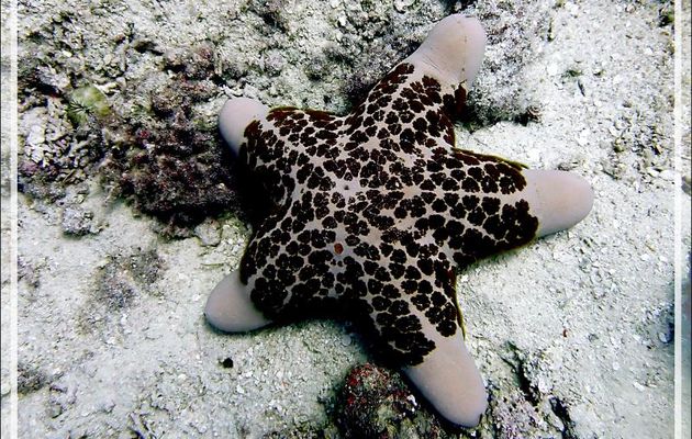 Etoile-coussin granuleuse, Granular starfish (Choriaster granulatus) - Petit Castor - Nosy Tsarabanjina - Archipel des Mitsio - Madagascar