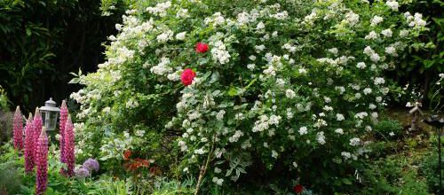 Rosa Filipes 'Kifsgate'