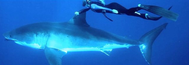 VIDEO - ELLE NAGE AVEC UN REQUIN BLANC