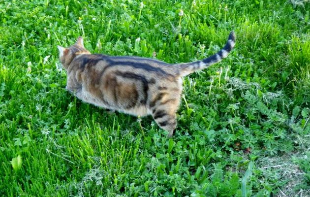 MA GENTE FELINE