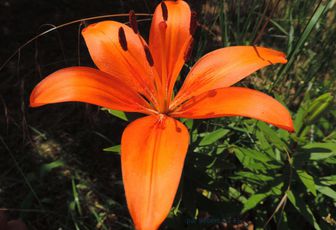 une petite araignée sur une fleur de lys
