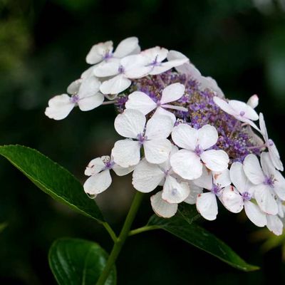 Que pensez-vous de mes voisines ?