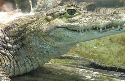 Un téléphone dans l'estomac d'un crocodile...