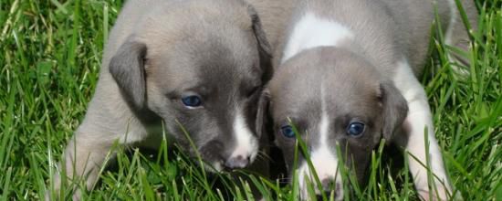 De Mignon petits couples!