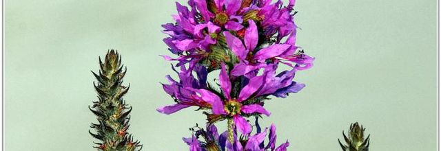 Salicaire Commune (1) - Lythrum salicaria