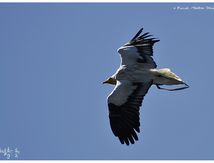 Vautour percnoptère - Neophron percnopterus - Egyptian Vulture