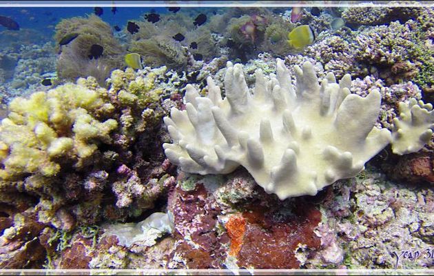Corail mou digité ou Sinulaire ou Alcyonaire digité, Finger-alcyonarian (Sinularia spp.) - Athuruga Reef - Atoll d'Ari - Maldives