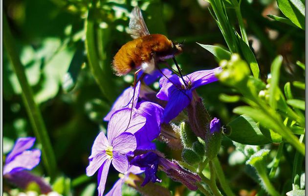 Grand bombyle (Bombylius major) - Lartigau - Milhas - 31