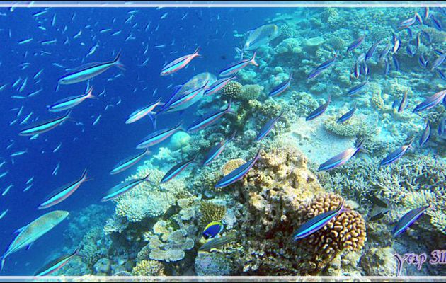 Banc de Fusiliers à ligne olive ou tricolor, Dark-banded fusilier (Pterocaesio tile) - Snorkeling à Thudufushi - Atoll d'Ari - Maldives