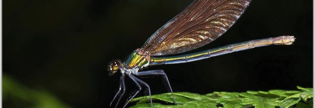 Caloptéryx Vierge (6) - Calopteryx virgo / Femelle