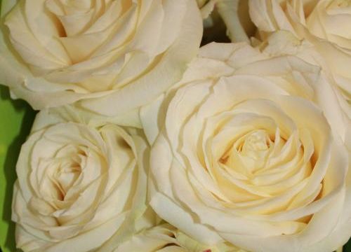 Ces roses blanches que j'adore
