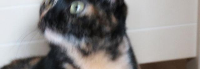 Dimanche c'est chat