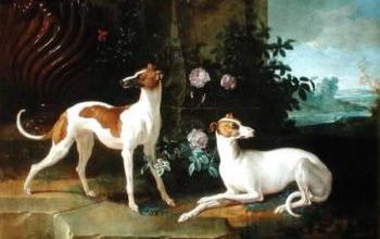 Histoire et origines du whippet