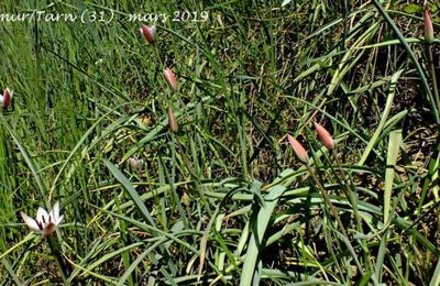 Tulipa clusiana  -  tulipe de l'Ecluse