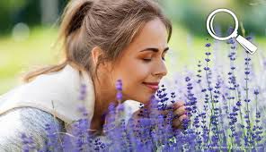 Nez biologique et nez artificiel