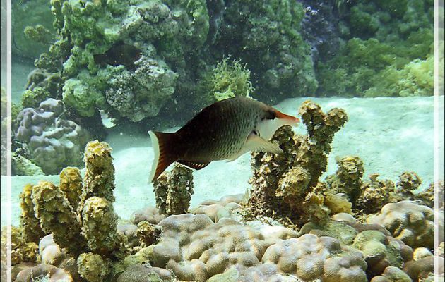 Gomphose vert ou Labre oiseau, Bird wrasse (Gomphosus varius) femelle - Jardin de corail - Motu Tautau - Taha'a - Polynésie française