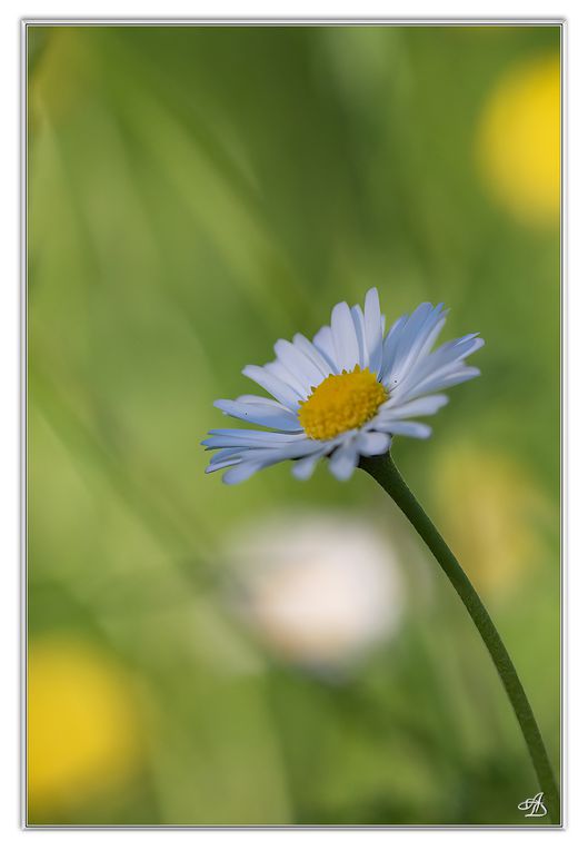 01 - Fleurs