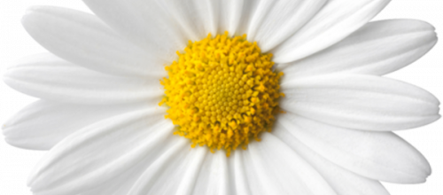 Joli cadre fleuri 