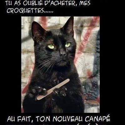 Vendetta d'un chat Corse ?