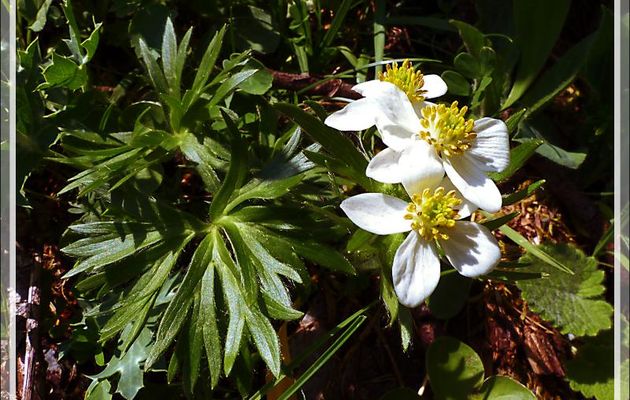 Anémone à fleurs de narcisse (Anemone narcissiflora) - Artiga de Lin - Es Bordes - Val d'Aran - Espagne