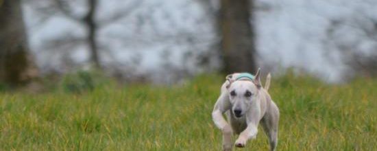 Quel bonheur de courir dans les prés!