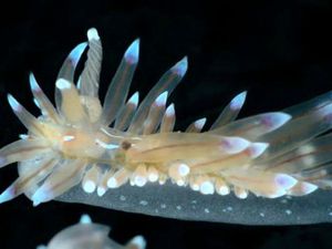CR - MUSEE MER MARINE