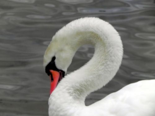 le cygne du jour !  lol  lol