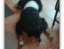 Après opération d'une tumeur sur le flanc.