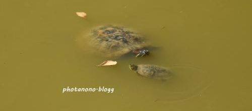tortues