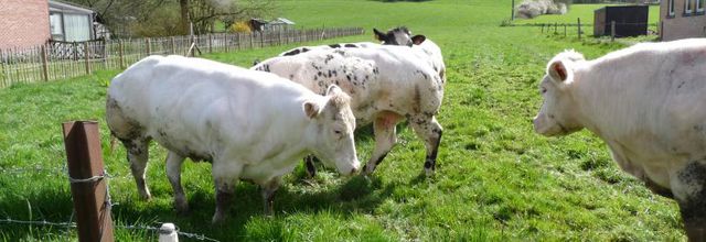 Elles sont de retour dans le pré