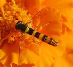 Sphaerophoria scripta, le syrphe porte-plume