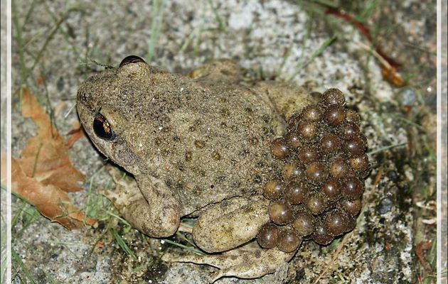 Alyte mâle (Crapaud accoucheur), avec des œufs sur le dos, en train de se diriger vers le bassin à poissons afin de faire naître les têtards (Alytes obstetricans) - Lartigau - Milhas - 31
