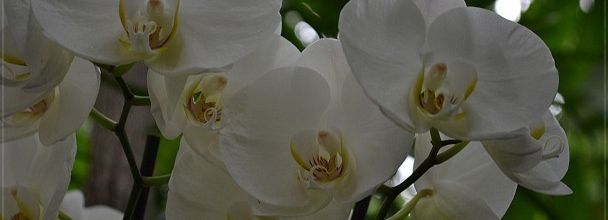 Mille et une orchidées