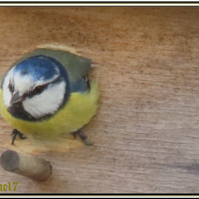 Les oiseaux
