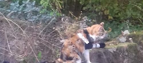 Un refuge sauve des animaux de l'euthanasie 