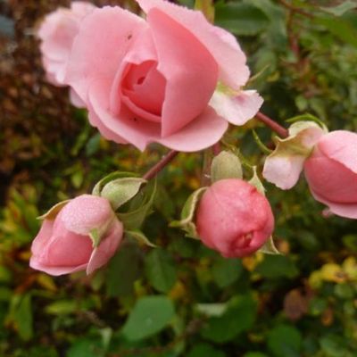 "Parfum de rose" ...
