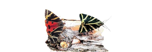 L'écaille chinée (Euplagia quadripunctaria)