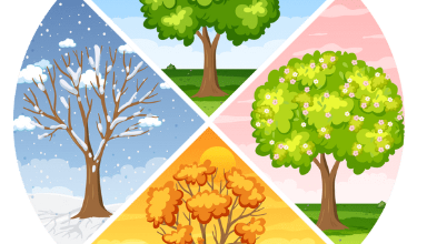 Les 4 saisons
