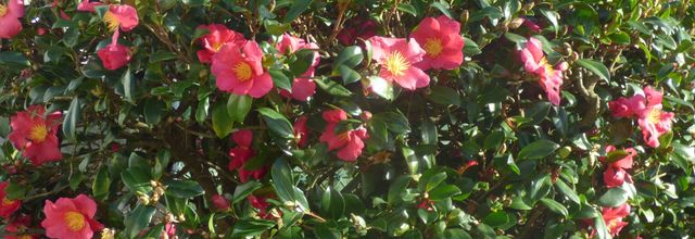 bonjour et bon jeudi a tous