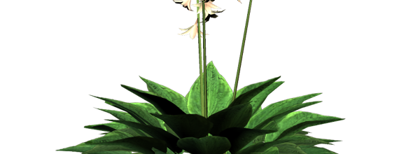 ✿*ﾟWhite flowers