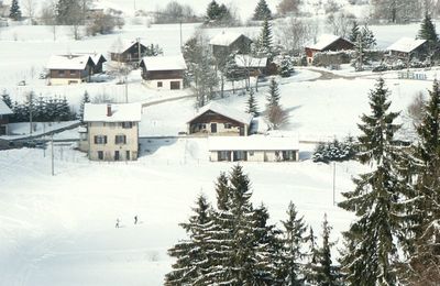 2011 année de la forêt !