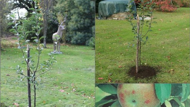Un nouveau pommier dans le jardin