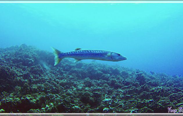 Grand barracuda ?, Great barracuda (Sphyraena barracuda ?) - Tumakohua (passe sud) - Atoll de Fakarava - Tuamotu - Polynésie française