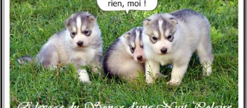 Portée Husky Elouka J+22 (14 juillet 2014)