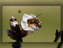Apis mellifera femelle (abeille domestique)...